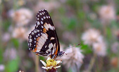 Chlosyne lacinia