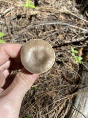 Melanoleuca angelesiana