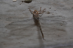 Gynacantha nourlangie