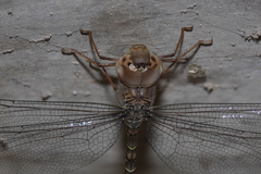 Gynacantha nourlangie