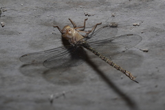 Gynacantha nourlangie