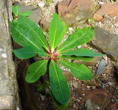 Euphorbia