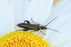 Oedemera flavipes