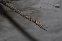 Gynacantha nourlangie