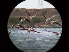 Phoenicopterus roseus