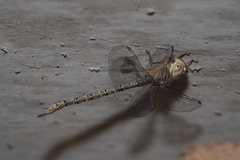 Gynacantha nourlangie