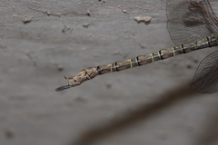 Gynacantha nourlangie