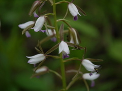 Eulophia herbacea