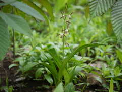 Eulophia herbacea
