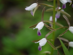 Eulophia herbacea