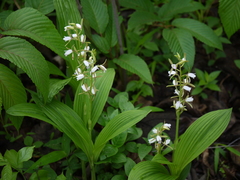 Eulophia herbacea