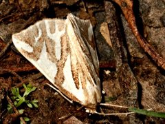 Thalaina inscripta