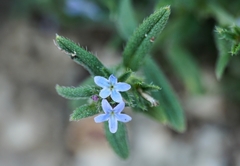 Buglossoides tenuiflora