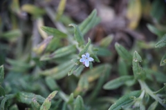 Buglossoides tenuiflora