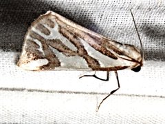 Thalaina inscripta