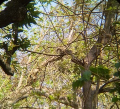 Callosciurus pygerythrus
