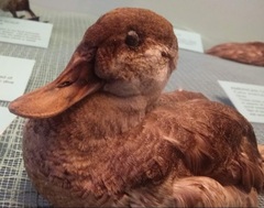 Anas platyrhynchos