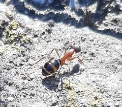 Camponotus sylvaticus