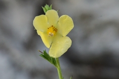 Verbascum orientale