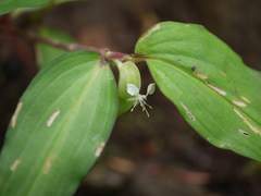Commelina suffruticosa