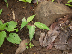 Commelina suffruticosa