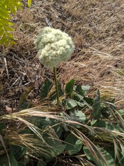 Eriogonum compositum