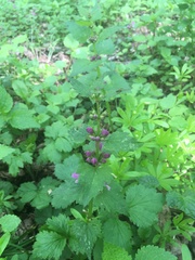 Lamium maculatum