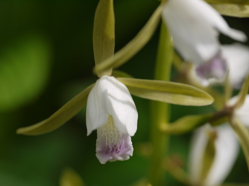 Eulophia herbacea Lindl.