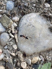 Camponotus sylvaticus