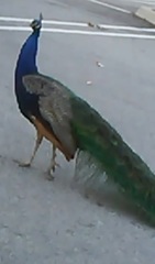 Pavo cristatus