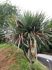 Pandanus dubius
