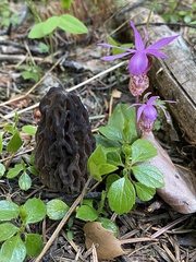 Morchella snyderi