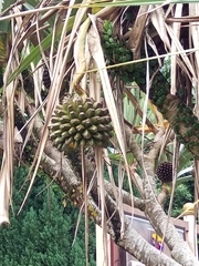 Pandanus dubius