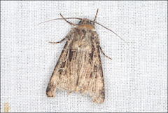 Agrotis radians