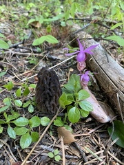 Morchella snyderi