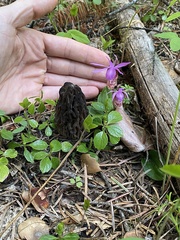 Morchella snyderi