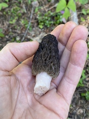 Morchella snyderi