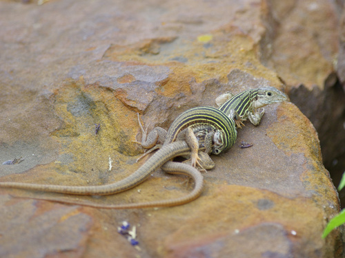 Eastern Spotted Whiptail, Aspidoscelis gularis