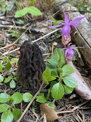 Morchella snyderi
