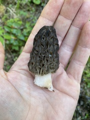 Morchella snyderi