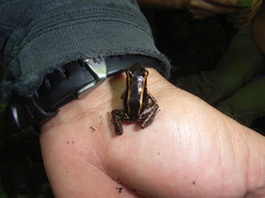 Phyllobates lugubris