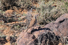 Certhilauda subcoronata