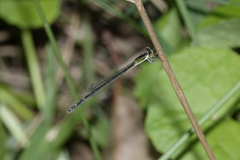 Agriocnemis argentea