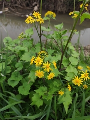 Sinosenecio oldhamianus