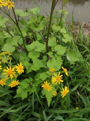 Sinosenecio oldhamianus