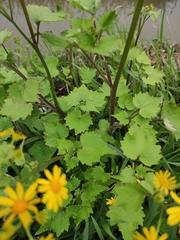 Sinosenecio oldhamianus