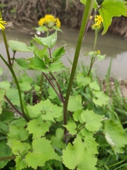 Sinosenecio oldhamianus