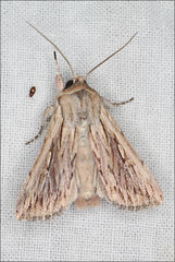 Persectania dyscrita