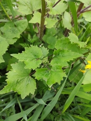 Sinosenecio oldhamianus