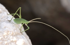 Acrometopa macropoda